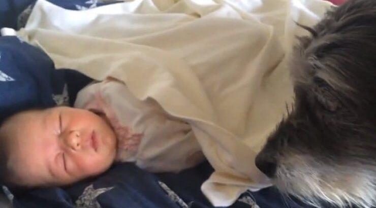 Σκύλος τακτοποιεί την κουβέρτα κοιμισμένου βρέφους [video]