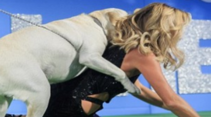 Απίστευτο: Σκύλος επιτέθηκε σε παρουσιάστρια και την έριξε κάτω!