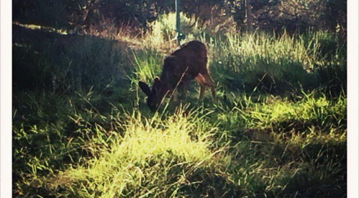 Οι παράξενοι επισκέπτες στο σπίτι της Jessica Biel και του Justin Timberlake