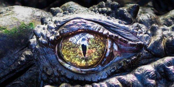 Με το ένα μάτι ανοιχτό κοιμούται οι κροκόδειλοι