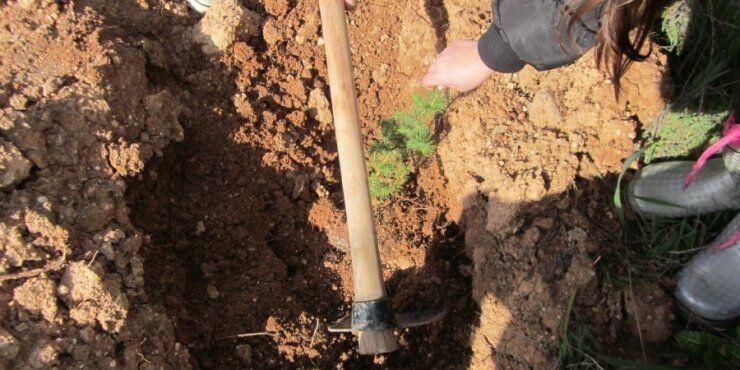 Το κοινό μπορεί να συμβάλει στην αναδάσωση από τον Οκτώβρη 