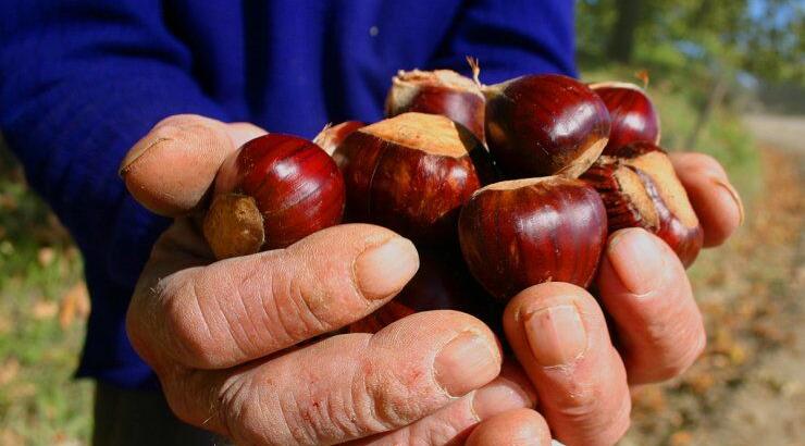 Κάστανο: Ο βασιλιάς της χειμερινής διατροφής