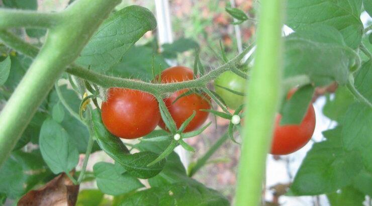 Χειροπέδες σε 40χρονο που διακινούσε παρανομα φυτοφάρμακα
