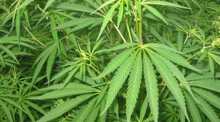 Πως συνδέεται η σχιζοφρένεια με την χρήση κάνναβης; 