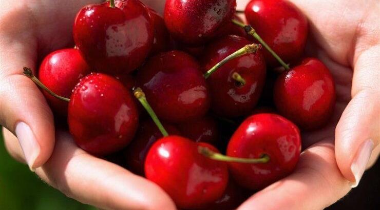 Τρώμε δωρεάν κεράσια στον Κάμπο της Τσακίστρας