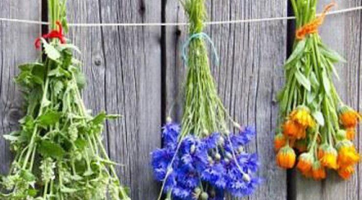 Ας μιλήσουμε για βότανα στις Πλάτρες