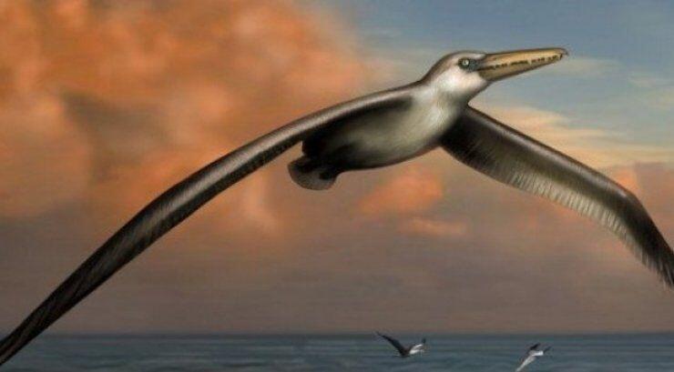 Ανακαλύφθηκε το μεγαλύτερο πουλί που πέταξε ποτέ στη Γη 