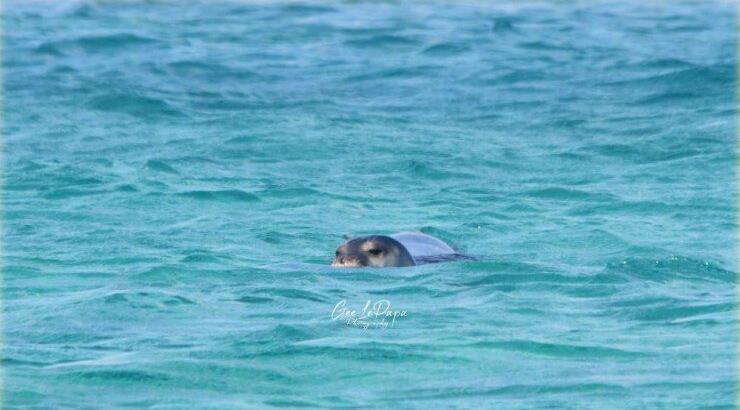 Η αναπάντεχη έκπληξη κοντά σε παραλία του Πρωταρά! 