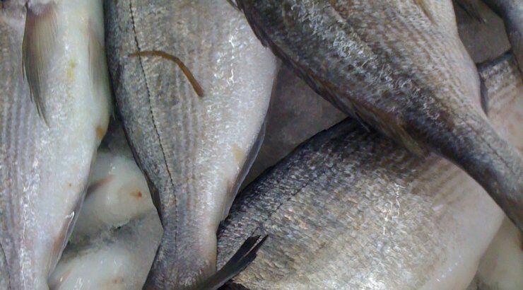 Πήγε για τσιπούρες και ψάρεψε …σφαίρες!