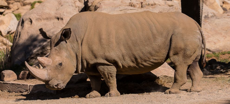  Πέθανε ακόμη ένας λευκός ρινόκερος: Εμειναν μόνο 5 σε όλο τον κόσμο [βίντεο] 