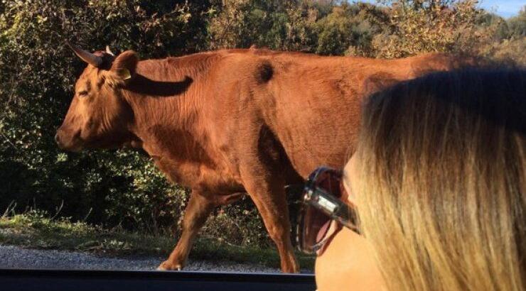 Επώνυμη Κύπρια συνάντησε ταύρο στο δρόμο 