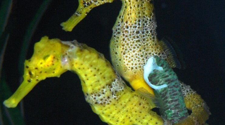 Ο μοναδικός μπαμπάς στον κόσμο που γεννάει τα παιδιά του 