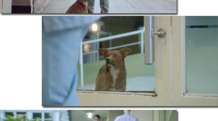 Η αγάπη και η αφοσίωση ενός σκύλου που θα σας κάνει να δακρύσετε! [βίντεο]
