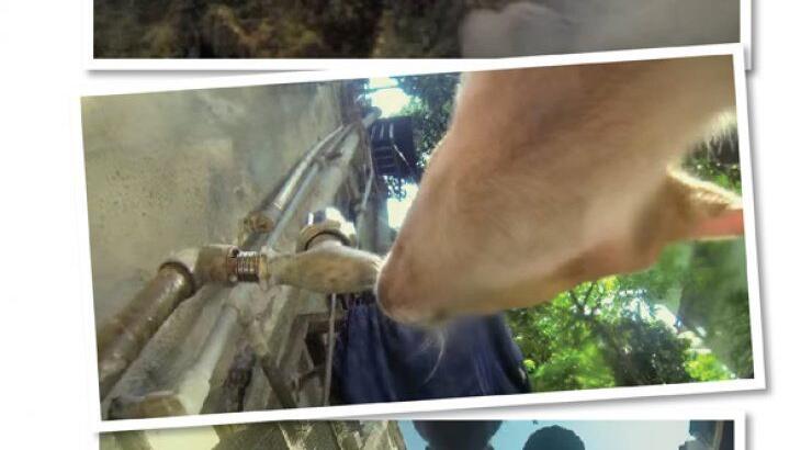 Η αδέσποτη ζωή από τα μάτια ενός σκύλου! [βίντεο]