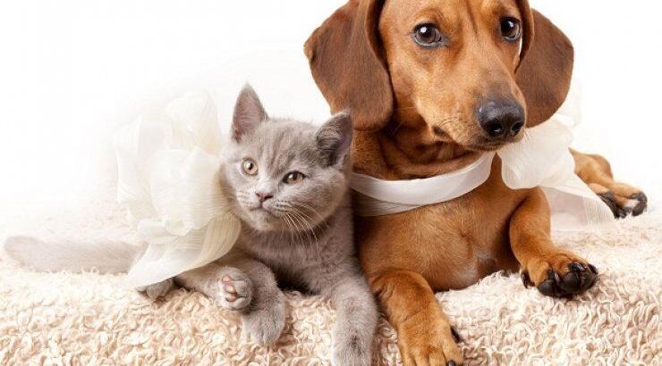 Υγεία, η συντροφιά ενός ζώου