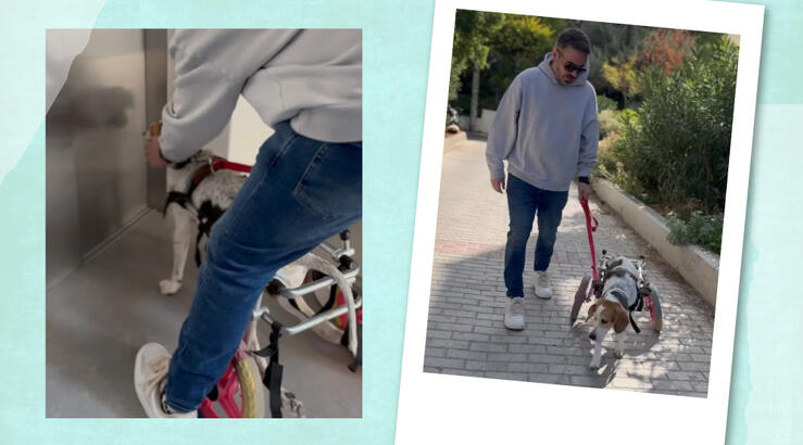 Μιχάλης Χατζηγιάννης: Η βόλτα με τη σκυλίτσα του Ζάννη που ενθουσίασε τους ακόλουθούς του [βίντεο]