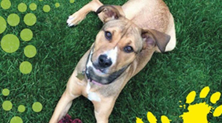 Pet & Family Fun Day [και φέτος στη Λευκωσία]