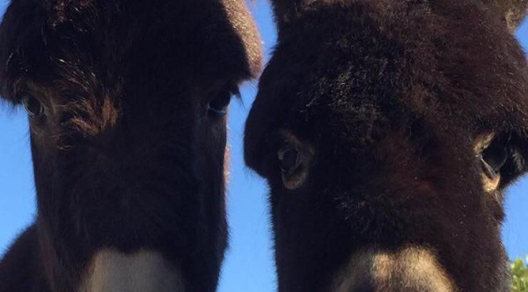 Κι αυτήν την Κυριακή θα περάσουμε υπέροχα στη φάρμα