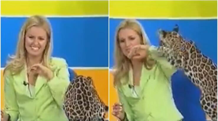 Ελληνίδα παρουσιάστρια περιγράφει τη στιγμή που ένα μωρό jaguar ανέβηκε πάνω της on air [βίντεο]