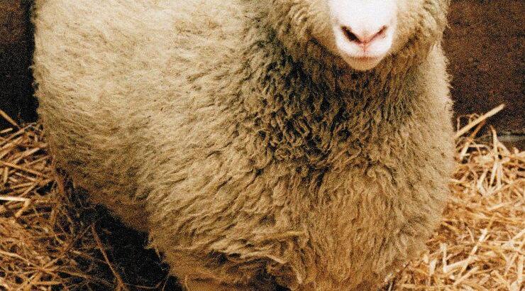 Με "επιτύμβια" πλάκα θα τιμηθεί η διάσημη Ντόλι το πρόβατο