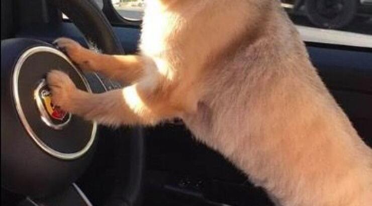 Ποιου Kύπριου διεθνή ποδοσφαιριστή και της συντρόφου του οδηγάει ο σκύλος τους;