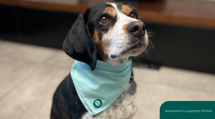 Τα Kawacom’s αγαπούν τα αδεσποτάκια και το δείχνουν