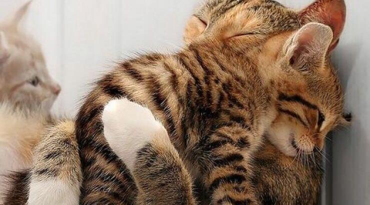 Συγκλονιστικό: Η μητρική αγάπη δεν έχει όρια! [βίντεο]