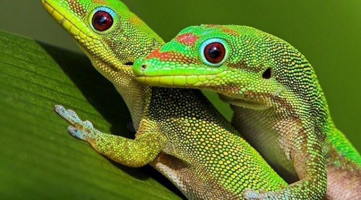 Πως οι σαύρες αλλάζουν φύλο με την αύξηση της θερμοκρασίας 