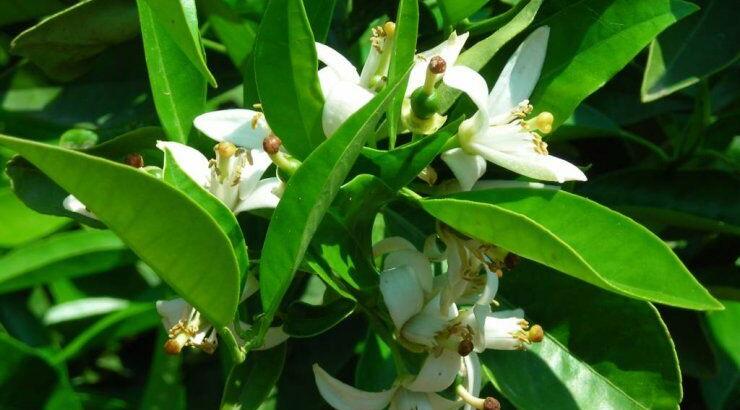 Τα βότανα που σου κόβουν την όρεξη 