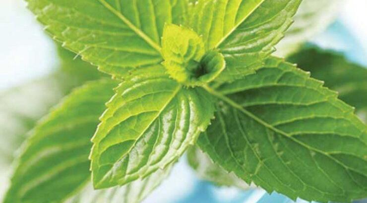 Πρησμένα πόδια; Η λύση βρίσκεται στη… μέντα! 