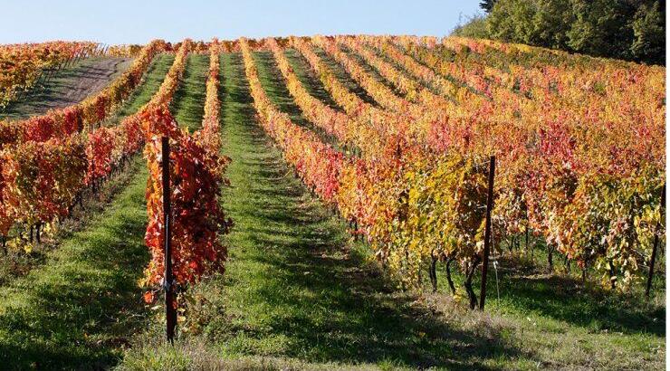 Πέντε κυπριακά οινοποιεία μας ανοίγουν τις πόρτες τους το weekend