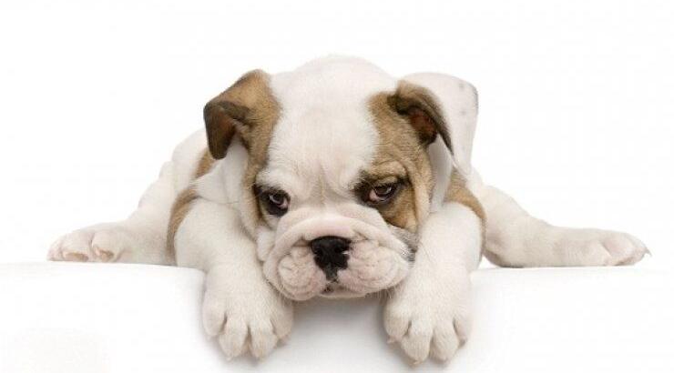 H φιλανθρωπική εκδήλωση του συνδέσμου Pets2Adopt