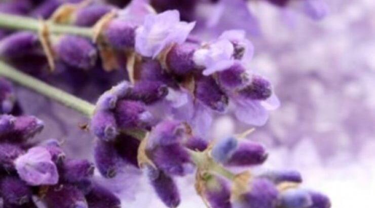  5 ιδιότητες της λεβάντας που δεν ξέρεις