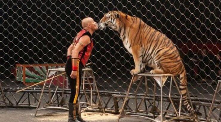 Συγκλονιστικό: τίγρης κατασπάραξε τον εκπαιδευτή της