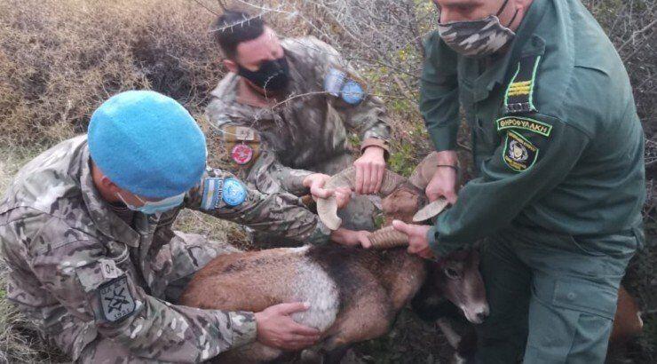 Συγκινητικός απεγκλωβισμός δύο αγρινών που έμπλεξαν τα κέρατά τους [βίντεο]