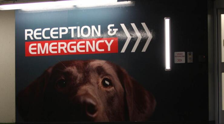 Ποιο διάσημο μοντέλο πήγε σε κτηνιατρική κλινική;