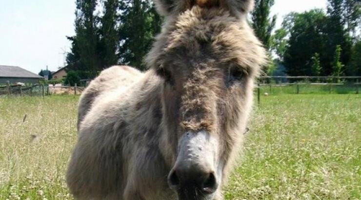 Έρχεται το Ανοιξιάτικο Φεστιβάλ Γαϊδουριού