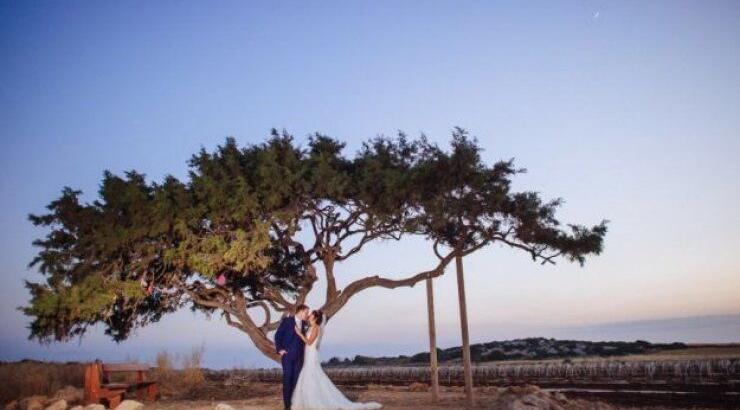 Το πιο «διάσημο» δέντρο στην Κύπρο