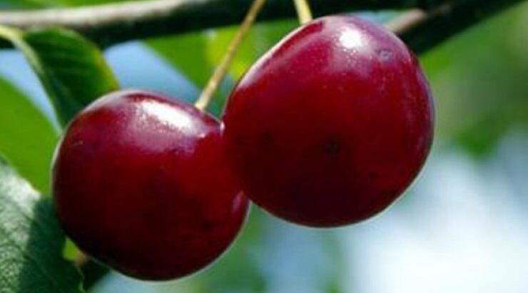 Ο Πεδουλάς διοργανώνει το 1ο Φεστιβάλ Κερασιού