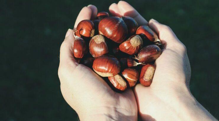 Κάστανο: Το απόλυτο χειμωνιάτικο τρόφιμο