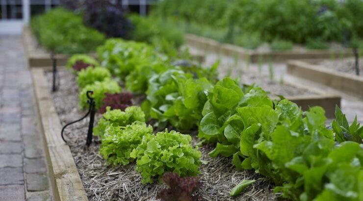 In the Herb Garden... στο Κολόσσι