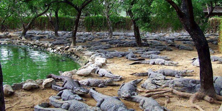 Αντιδράσεις για τη δημιουργία πάρκου κροκοδείλων στην Κύπρο