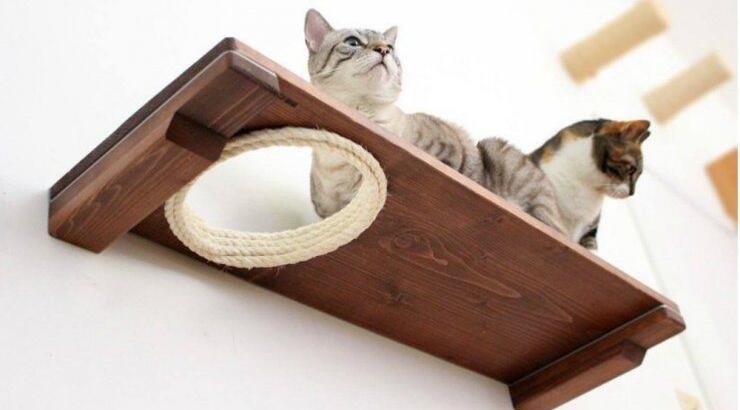 Catastrophicreations για τις γάτες της πόλης