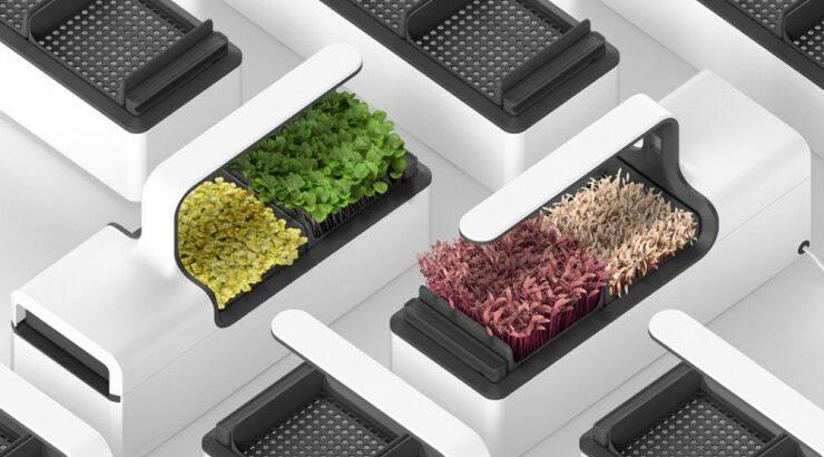 Ένας μικρός κήπος πάνω στον πάγκο της κουζίνας σου