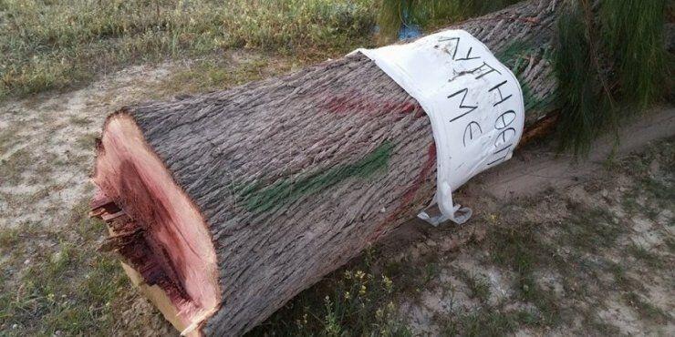 Έκοψαν τα κυπαρίσσια στη Λεωφ.Λάρνακος