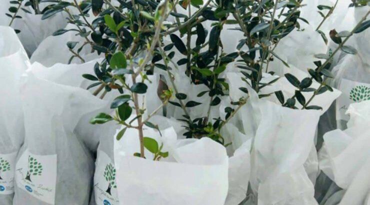 Η ΑΗΚ προσφέρει "Δεντράκια ζωής" στους πελάτες της 