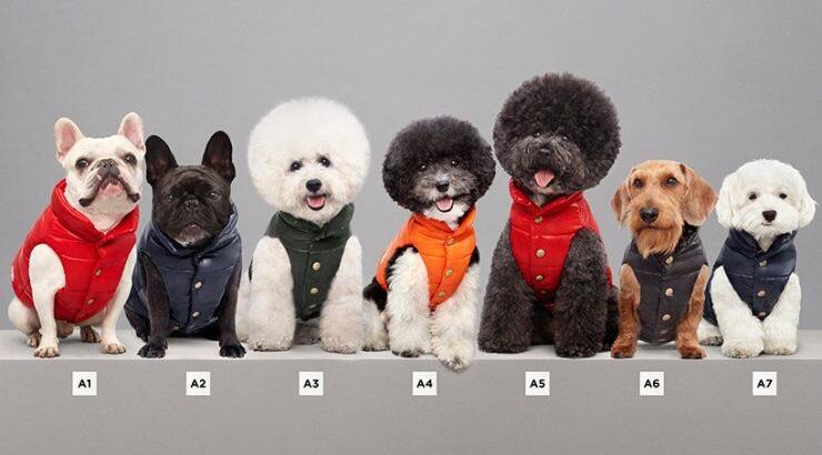 Σακάκια σκύλων