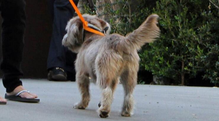 Κάποιος να σώσει τα σκυλιά της Jennifer Aniston 