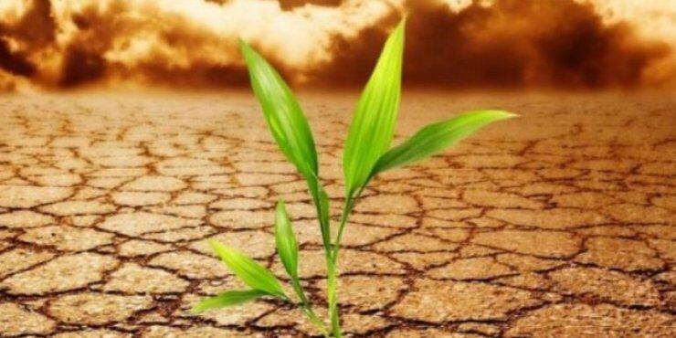 Ξεκίνησε έρανος για αναδάσωση των καμένων εκτάσεων