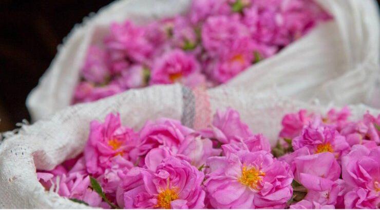 Ο Αγρός ετοιμάζεται για τη 13η Γιορτή Τριαντάφυλλου